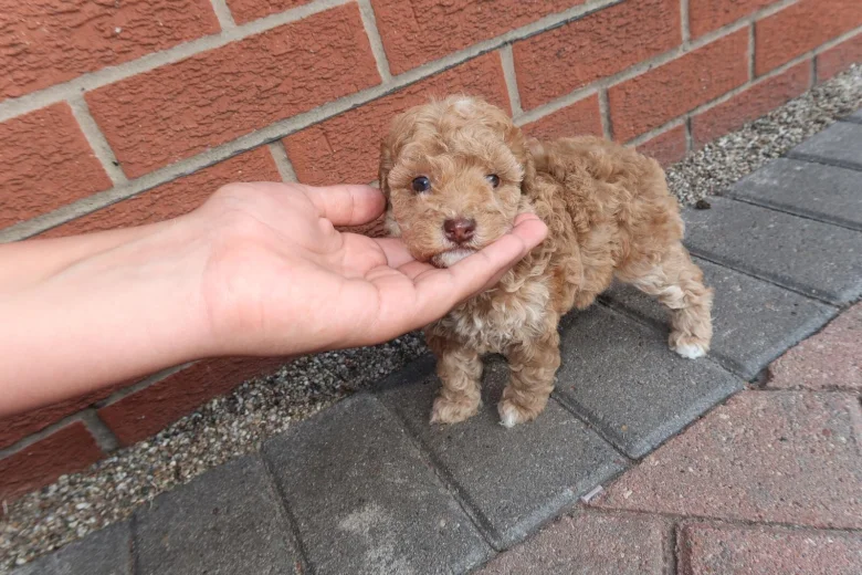 Cockapoo