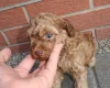 Cockapoo