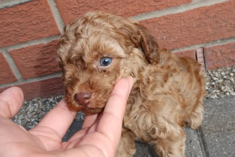 Cockapoo