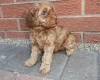 Cockapoo