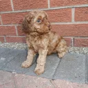 Cockapoo