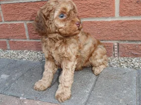 Cockapoo