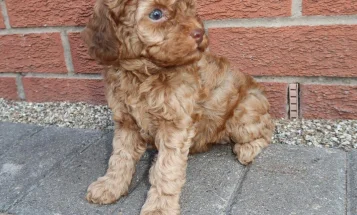Cockapoo