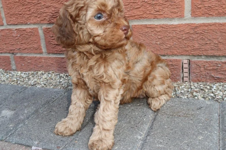 Cockapoo