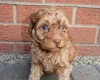 Cockapoo