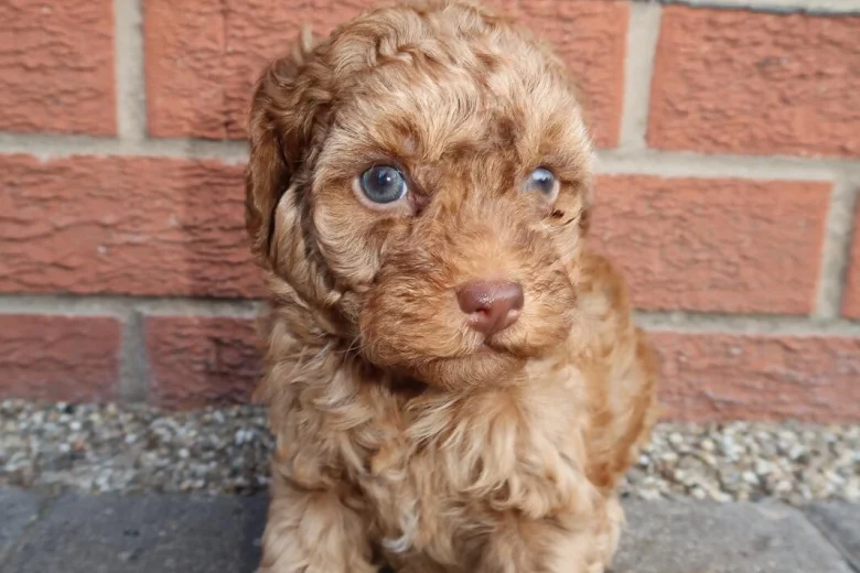 Cockapoo