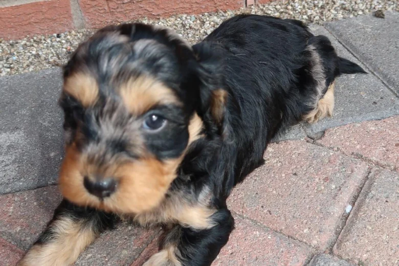 Cockapoo
