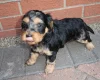 Cockapoo
