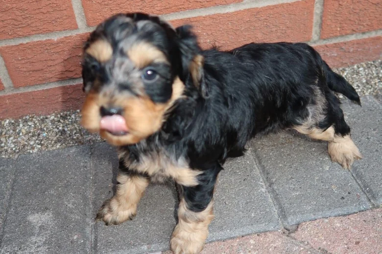 Cockapoo