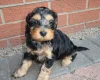 Cockapoo