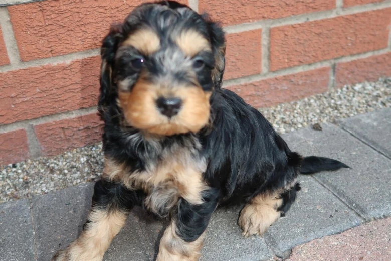 Cockapoo