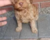 Cockapoo