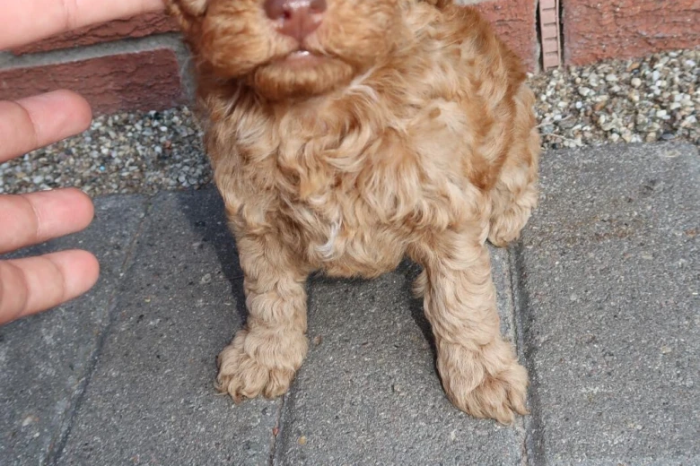 Cockapoo