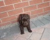 Cockapoo