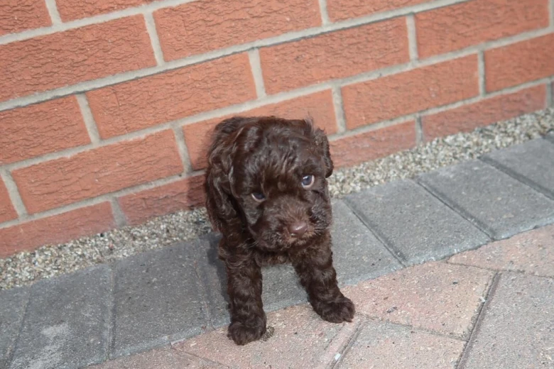 Cockapoo