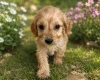 Cockapoo