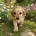Cockapoo