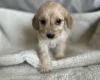 Cockapoo