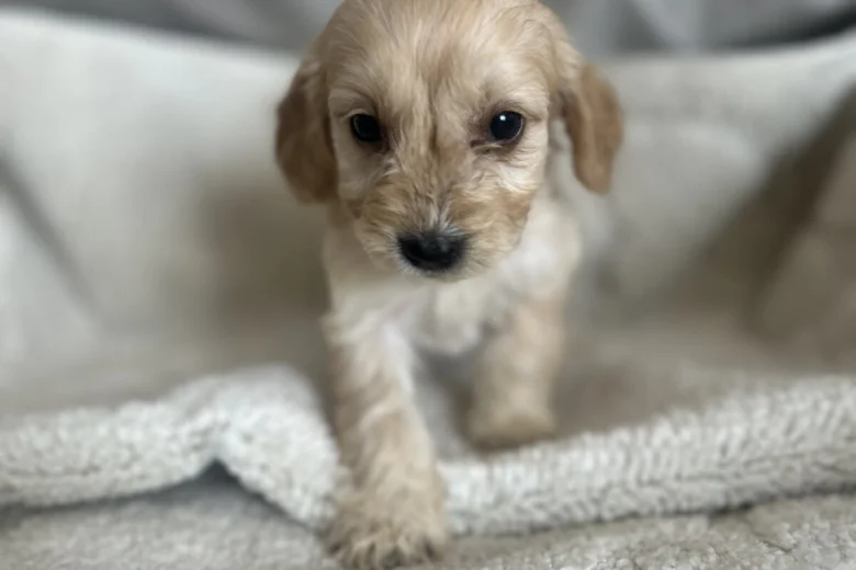 Cockapoo