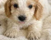 Cockapoo