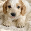 Cockapoo