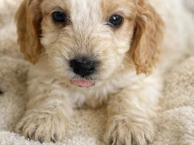 Cockapoo