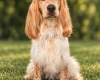 Cocker Spaniel (Show)
