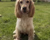 Cocker Spaniel (Show)