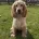 Cocker Spaniel (Show)
