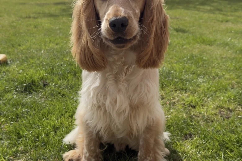 Cocker Spaniel (Show)