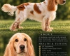 Cocker Spaniel (Show)