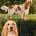 Cocker Spaniel (Show)