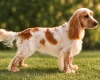 Cocker Spaniel (Show)