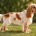 Cocker Spaniel (Show)