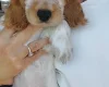 Cocker Spaniel (Show)