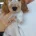 Cocker Spaniel (Show)