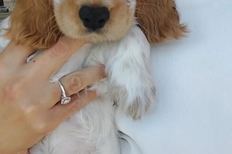 Cocker Spaniel (Show)