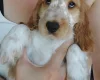 Cocker Spaniel (Show)