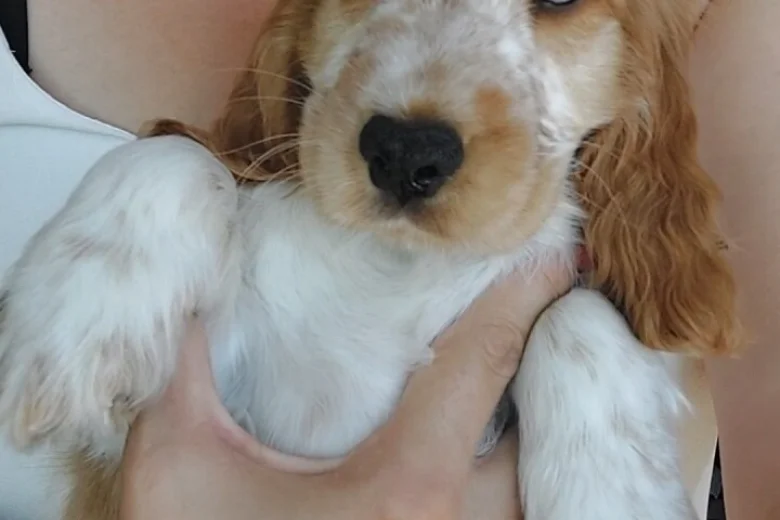 Cocker Spaniel (Show)