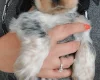 Cocker Spaniel (Show)