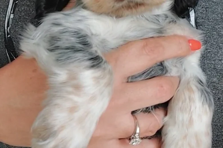 Cocker Spaniel (Show)