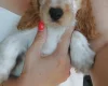 Cocker Spaniel (Show)