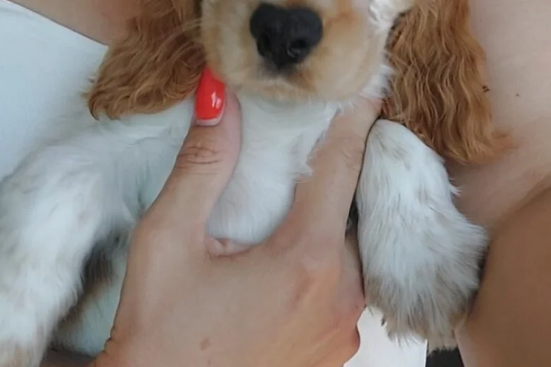 Cocker Spaniel (Show)