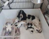 Cocker Spaniel (Show)