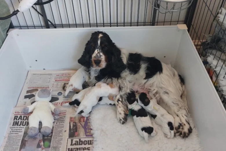 Cocker Spaniel (Show)
