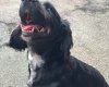 Cocker Spaniel (Working)