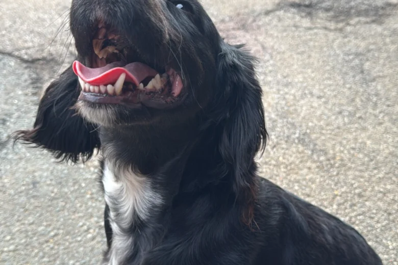 Cocker Spaniel (Working)