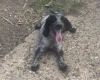Cocker Spaniel (Working)