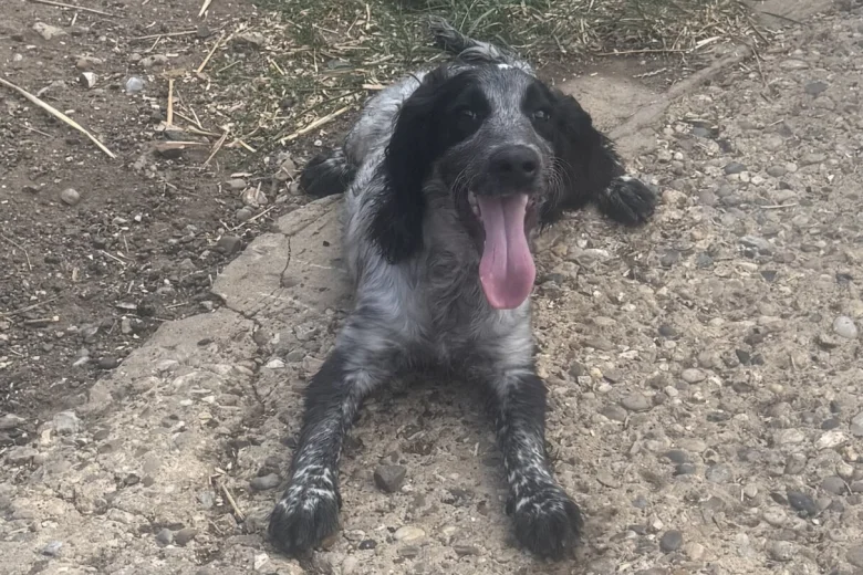 Cocker Spaniel (Working)