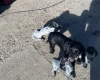 Cocker Spaniel (Working)